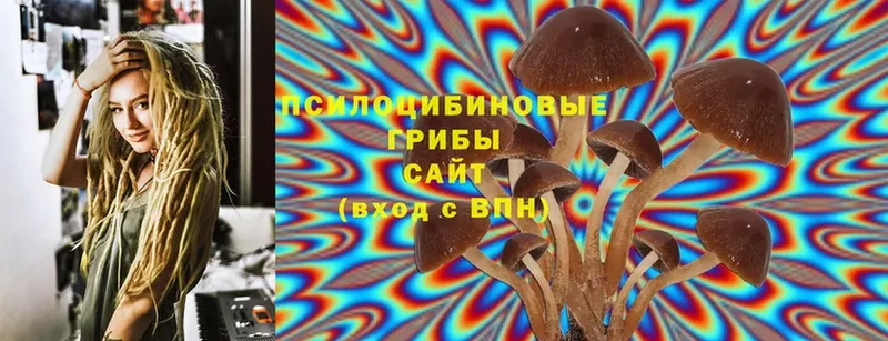 Галлюциногенные грибы Psilocybe  Калтан 